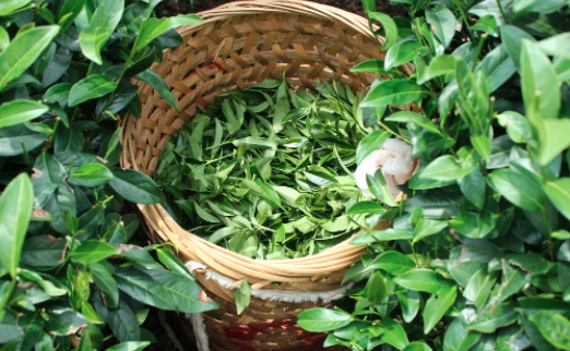 营口茶叶及茶制品检测,茶叶及茶制品检测费用,茶叶及茶制品检测机构,茶叶及茶制品检测项目